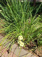 Load image into Gallery viewer, Dietes Bicolor (Yellow Wild Iris) (4 litres)
