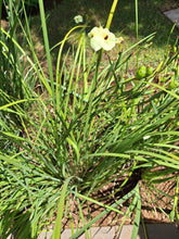 Load image into Gallery viewer, Dietes Bicolor (Yellow Wild Iris) (4 litres)
