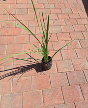 Load image into Gallery viewer, Dietes Bicolor (Yellow Wild Iris) (4 litres)
