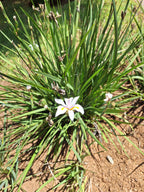 Dietes Grandiflora (African Iris) (4 litres)