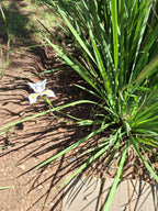 Dietes Grandiflora (African Iris) (4 litres)