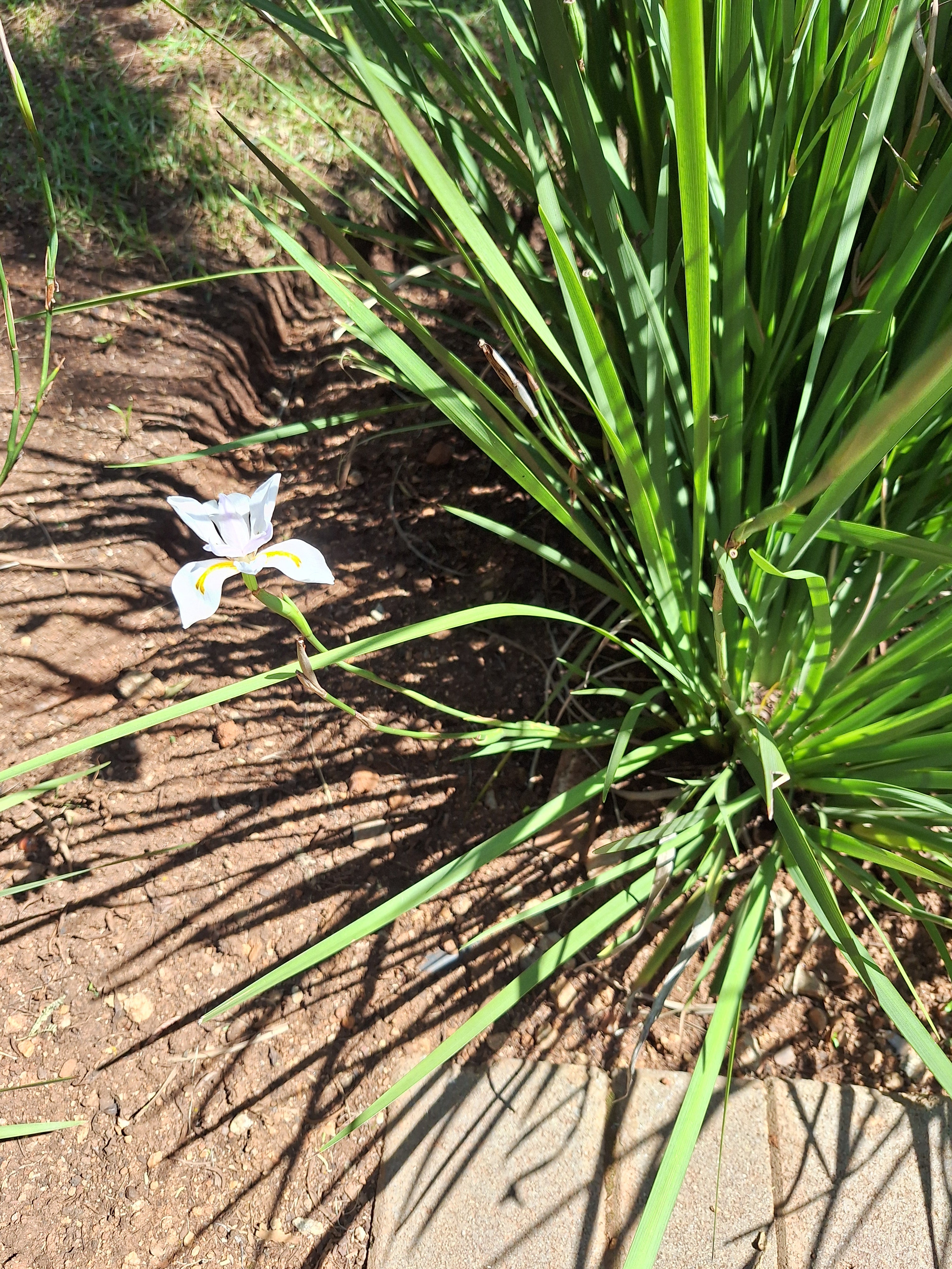 Dietes Grandiflora (African Iris) (4 litres)