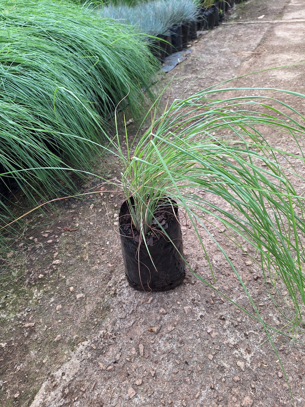 Melinis repens (Natal grass) (4 litres)