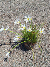 Load image into Gallery viewer, White rain lily (4 litres)
