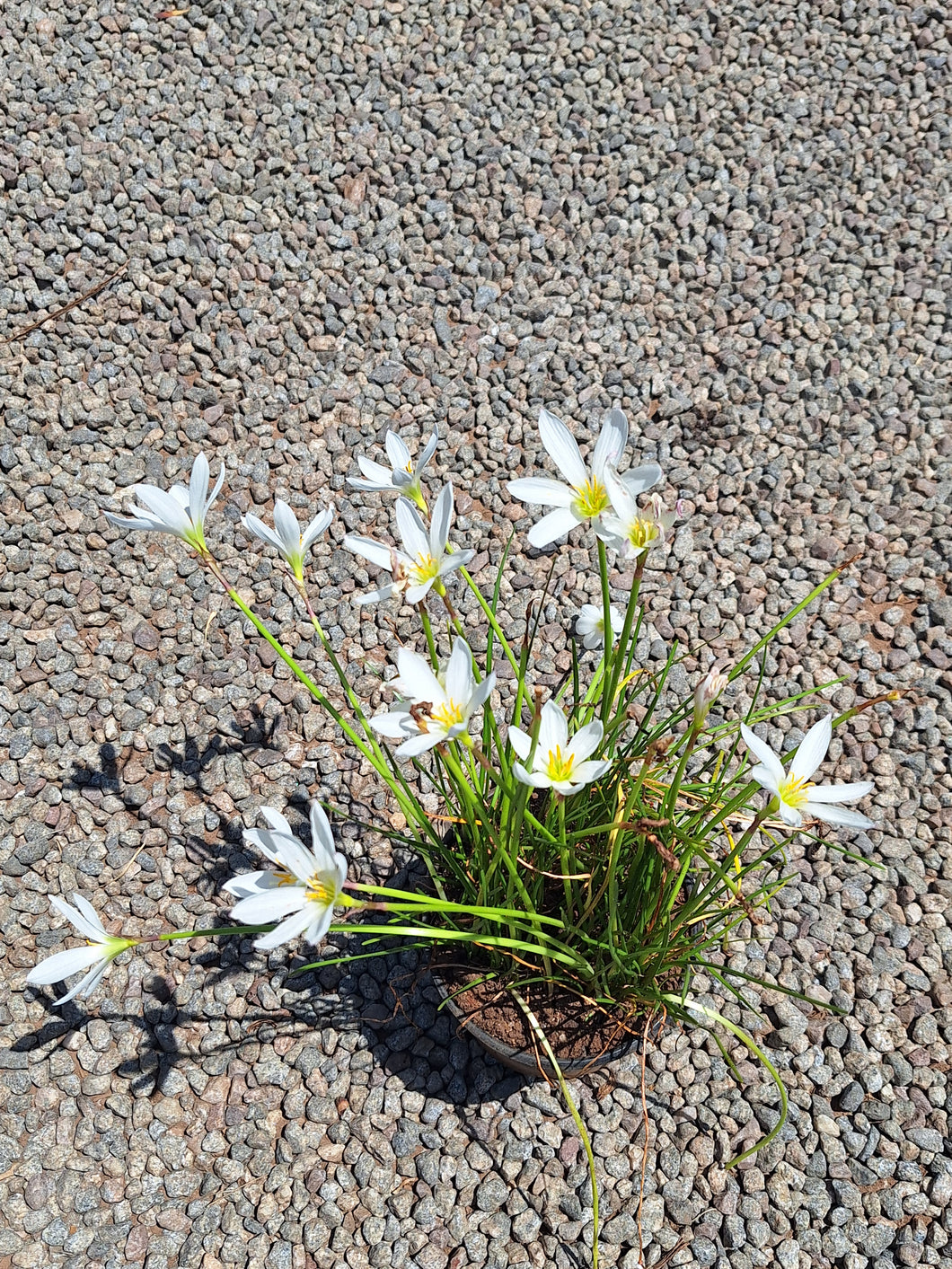 White rain lily (4 litres)