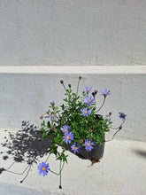 Load image into Gallery viewer, Felicia (4 litre bag)
