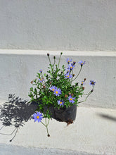 Load image into Gallery viewer, Felicia (4 litre bag)
