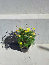 Load image into Gallery viewer, Common daisy (15 cm pot)
