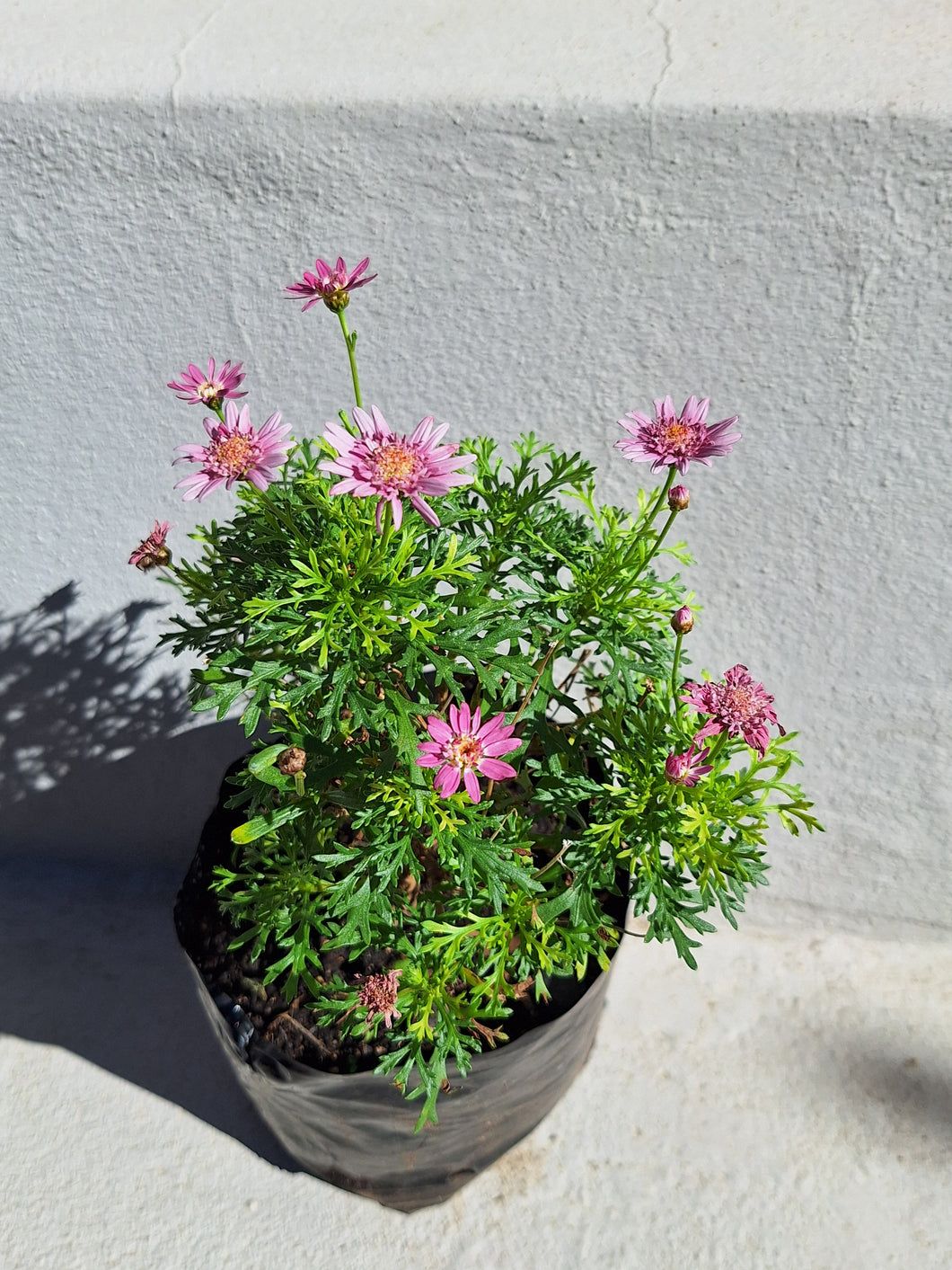 Common daisy (15 cm pot)