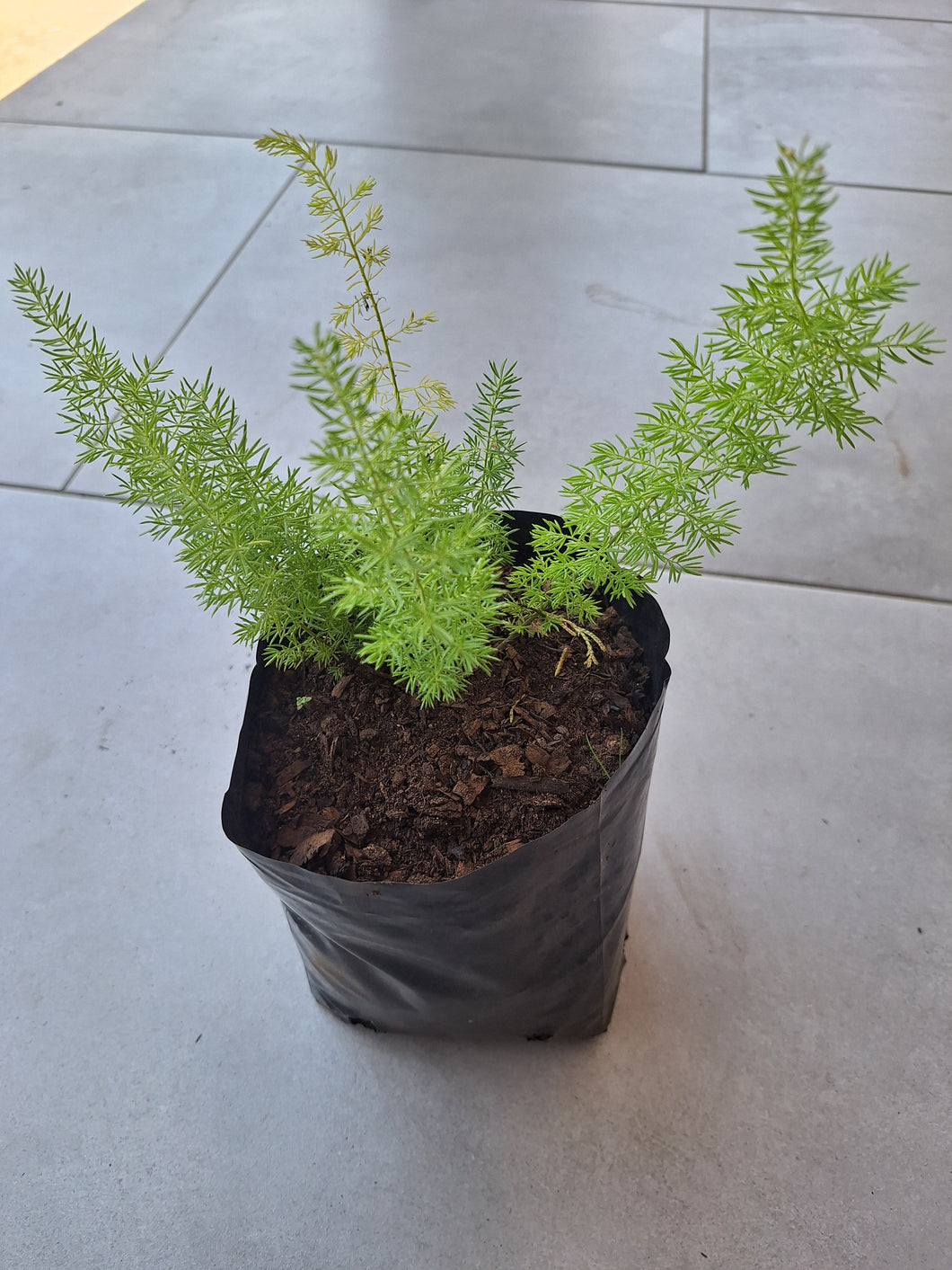 Asparagus Meyersii (4 litre bag)