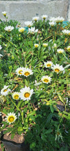Load image into Gallery viewer, Gazania repens (4 litre bag)
