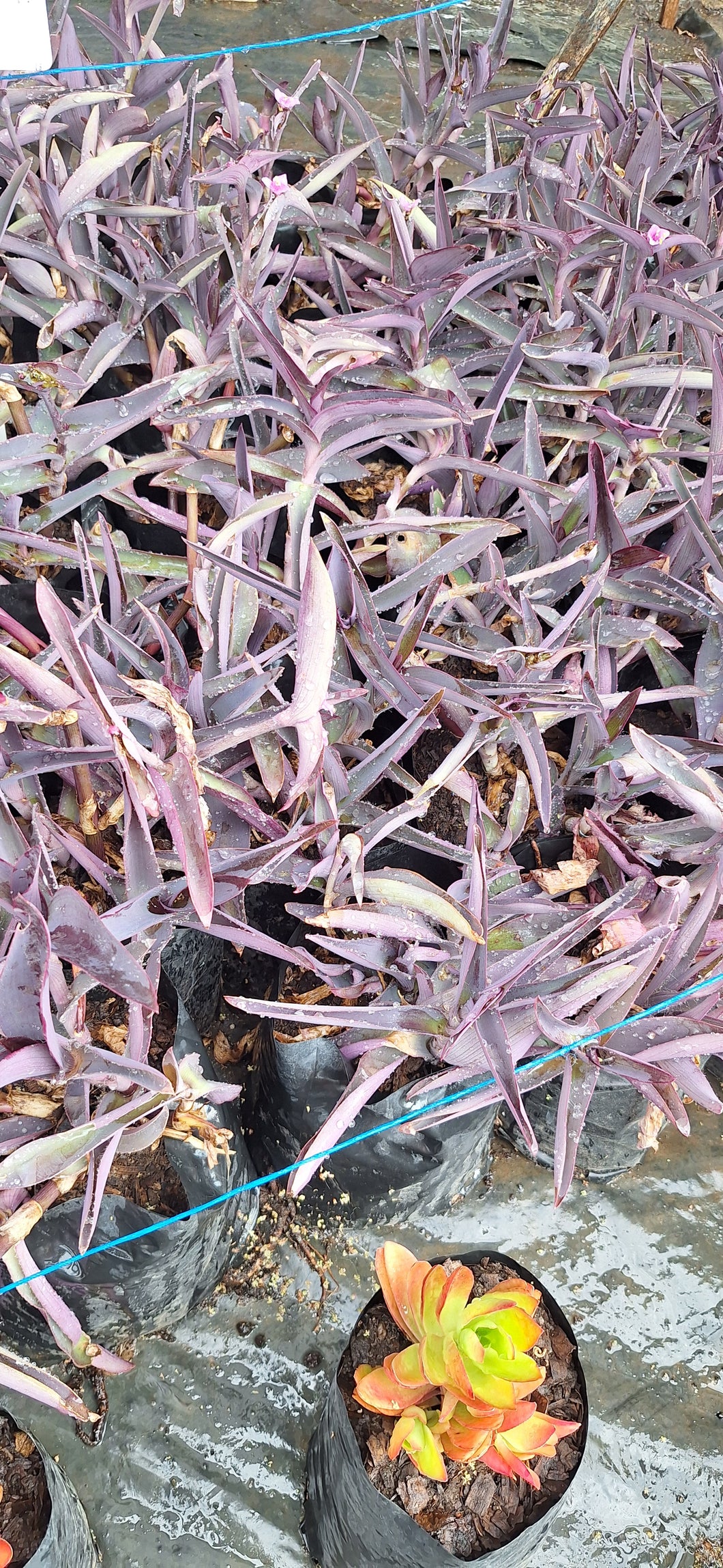 Tradescantia pallida purple heart (4 litre bag)