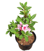 Load image into Gallery viewer, Azalea (15 cm pot)
