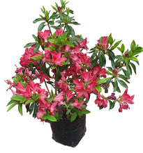 Load image into Gallery viewer, Azalea (15 cm pot)
