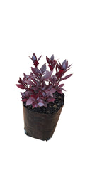 Alternanthera dentata 'little ruby' (4 litre bag)