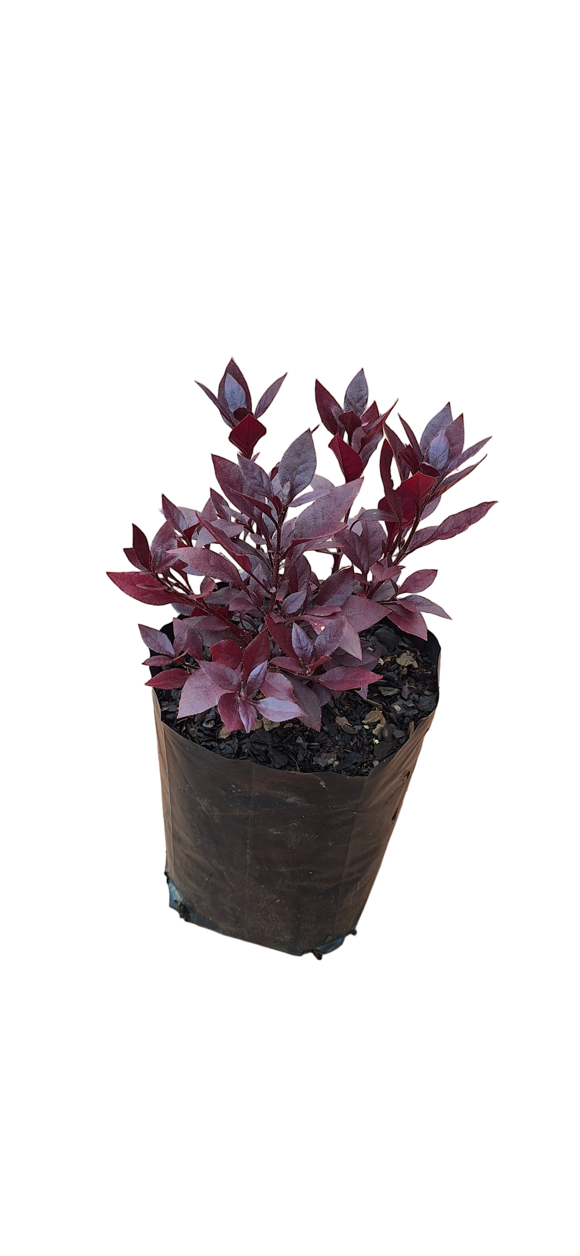 Alternanthera dentata 'little ruby' (4 litre bag)
