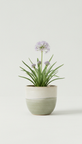 Wild garlic in aloe shadow ceramic planter