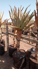 Load image into Gallery viewer, Aloe Marlothii
