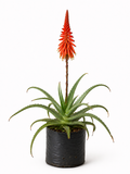 Aloe Arborescens | Guvies