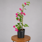 Bougainvillea | Guvies