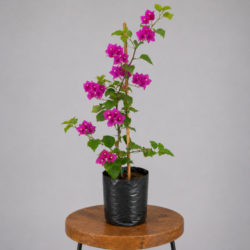 Bougainvillea | Guvies