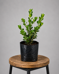 Buxus Sempervirens | Guvies