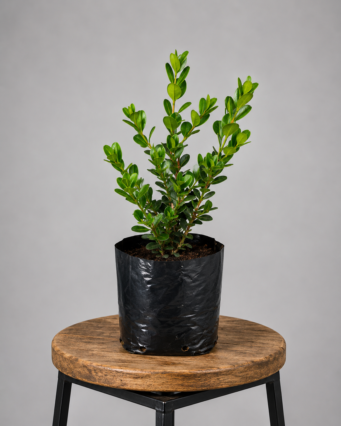 Buxus Sempervirens | Guvies