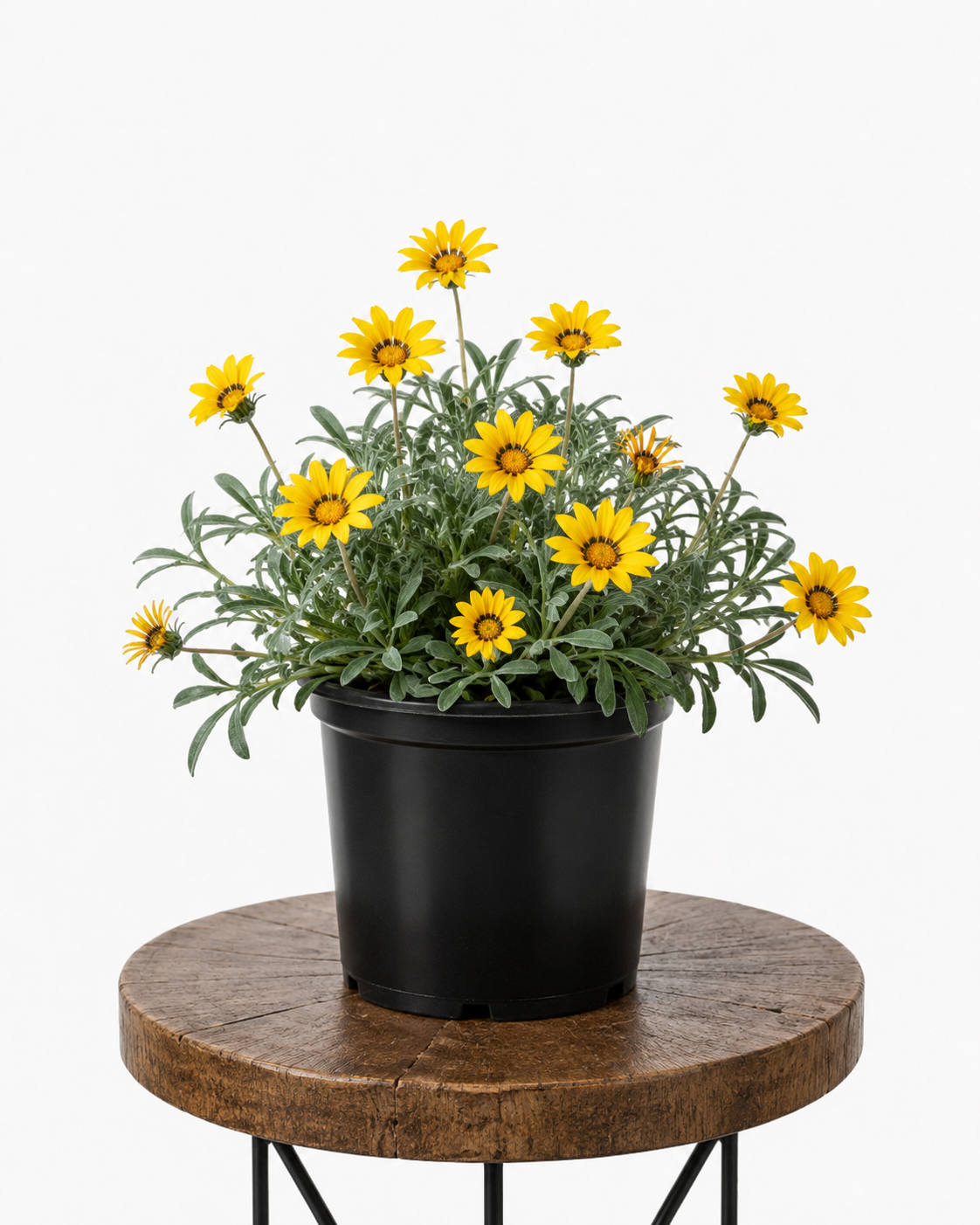 Gazania Uniflora | Guvies