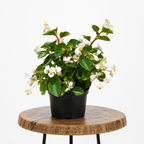 Begonia Cucullata | Guvies