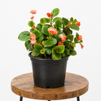 Begonia Cucullata | Guvies