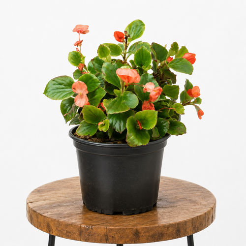 Begonia Cucullata | Guvies