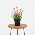 Salvia Sage | Guvies