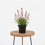 Salvia Sage | Guvies