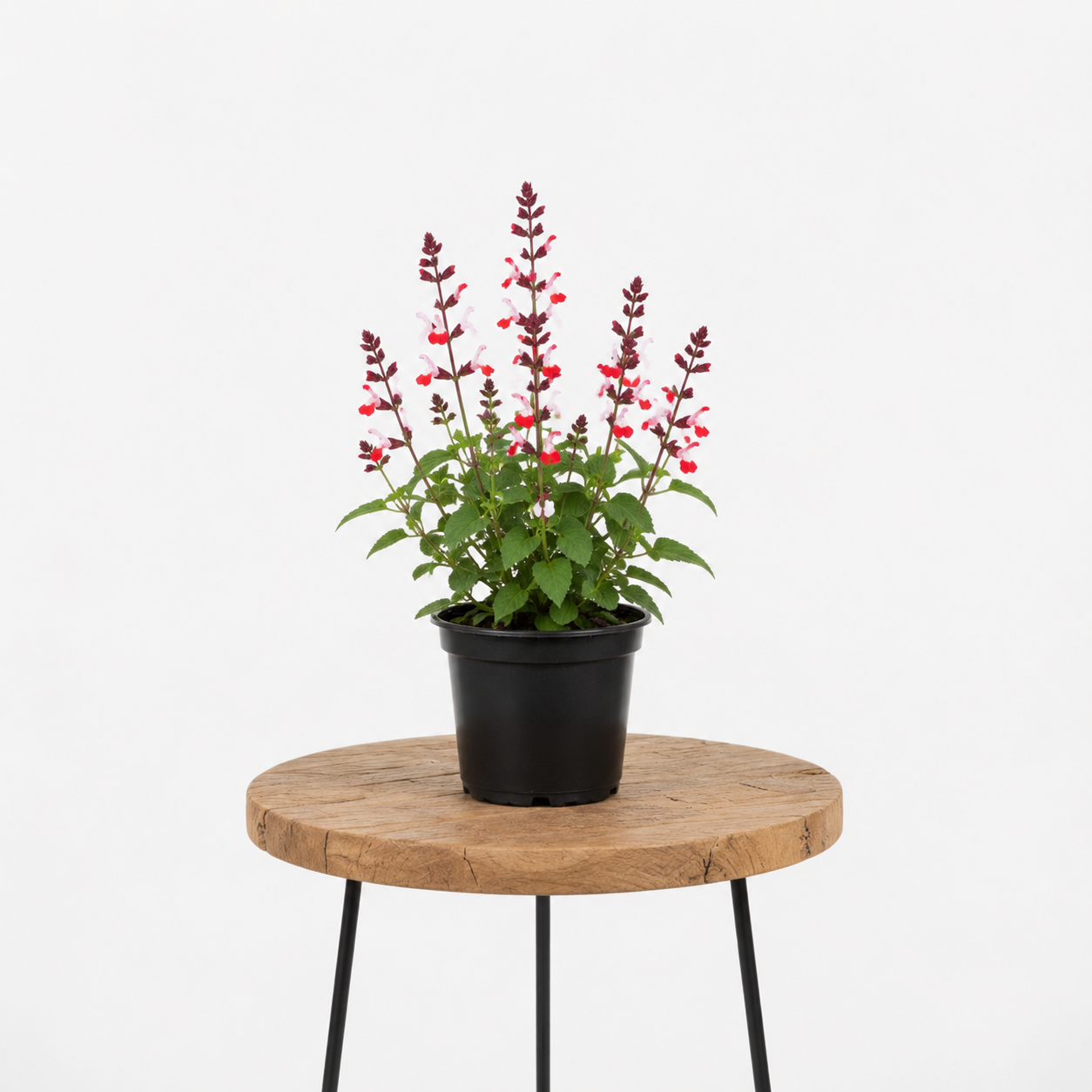Salvia Sage | Guvies