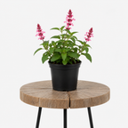 Salvia Sage | Guvies