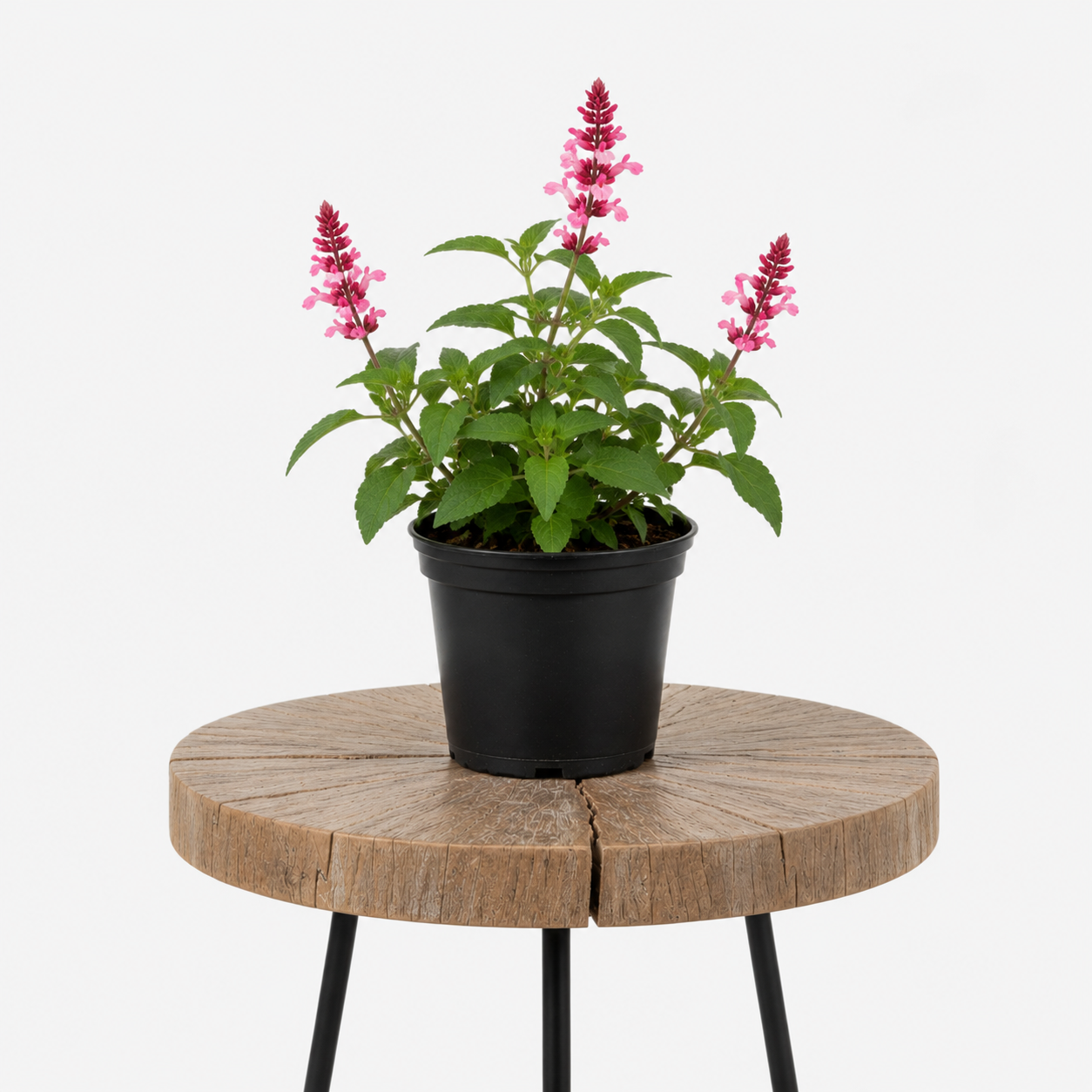 Salvia Sage | Guvies