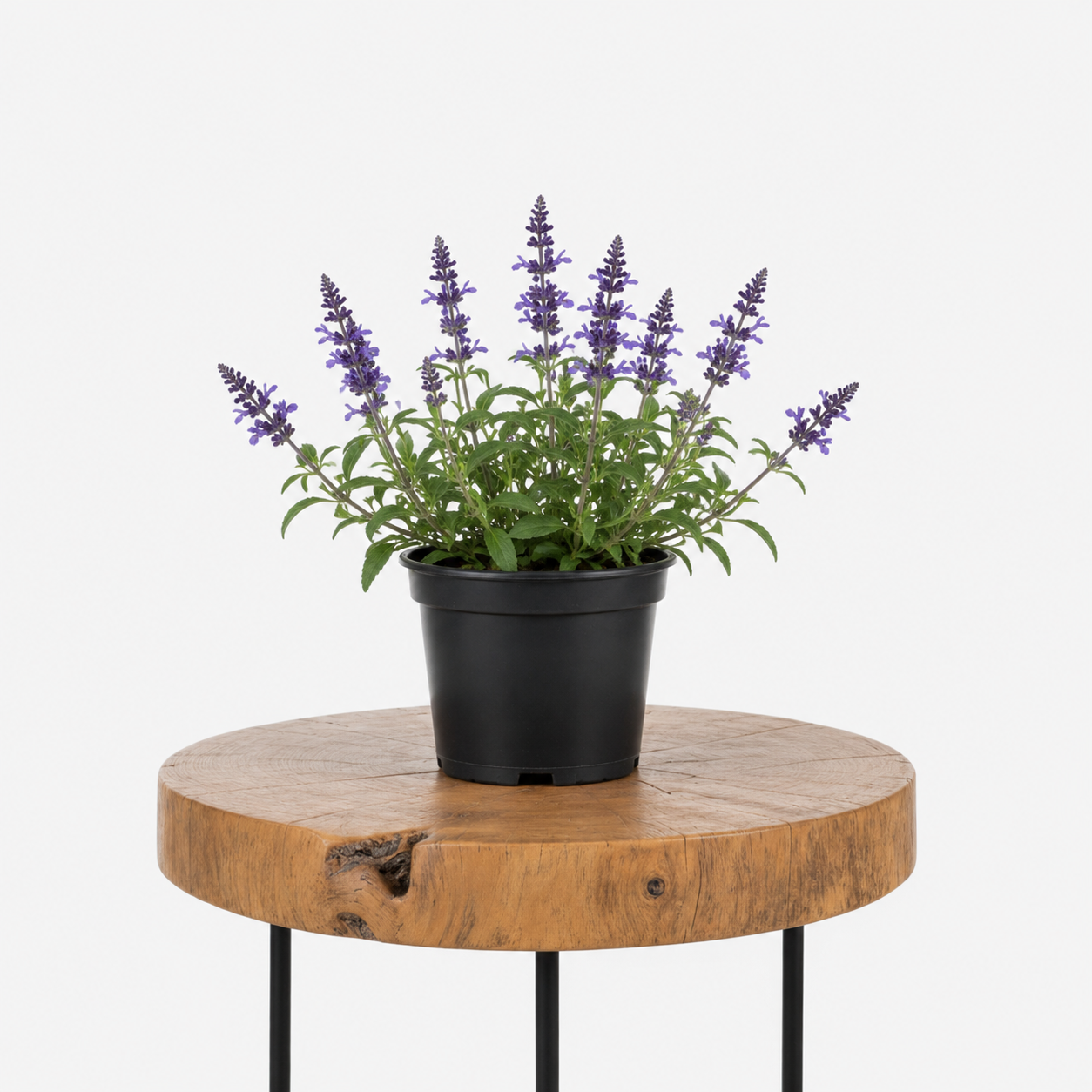 Salvia Sage | Guvies