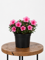 Azalea | Guvies