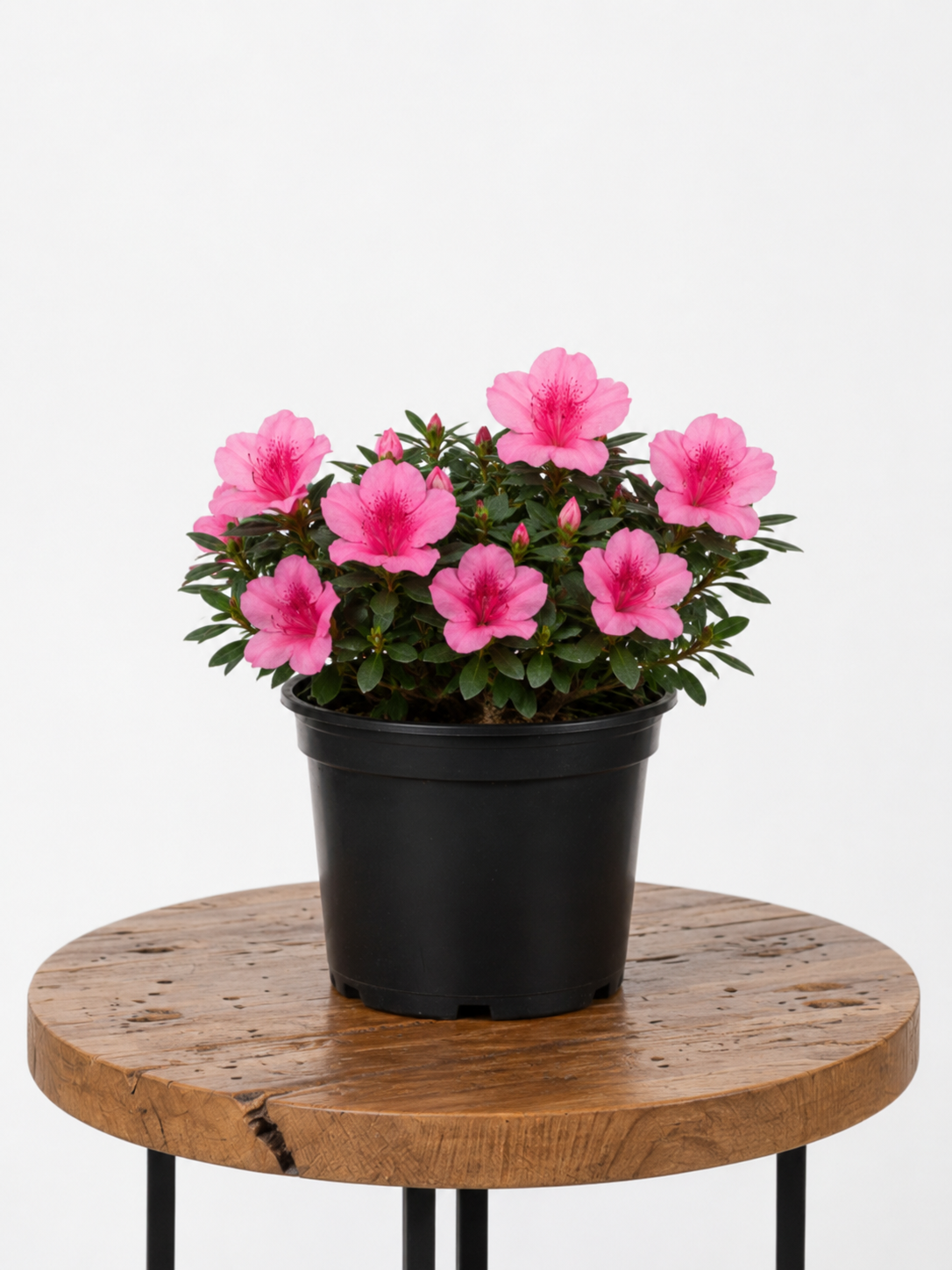 Azalea | Guvies
