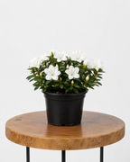 Azalea | Guvies