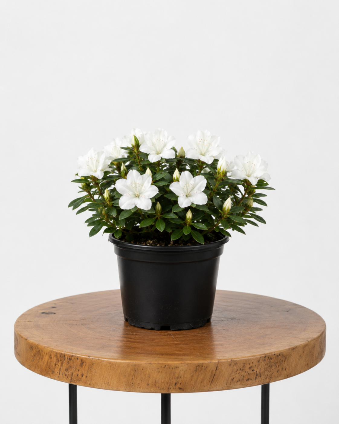 Azalea | Guvies