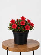 Azalea | Guvies