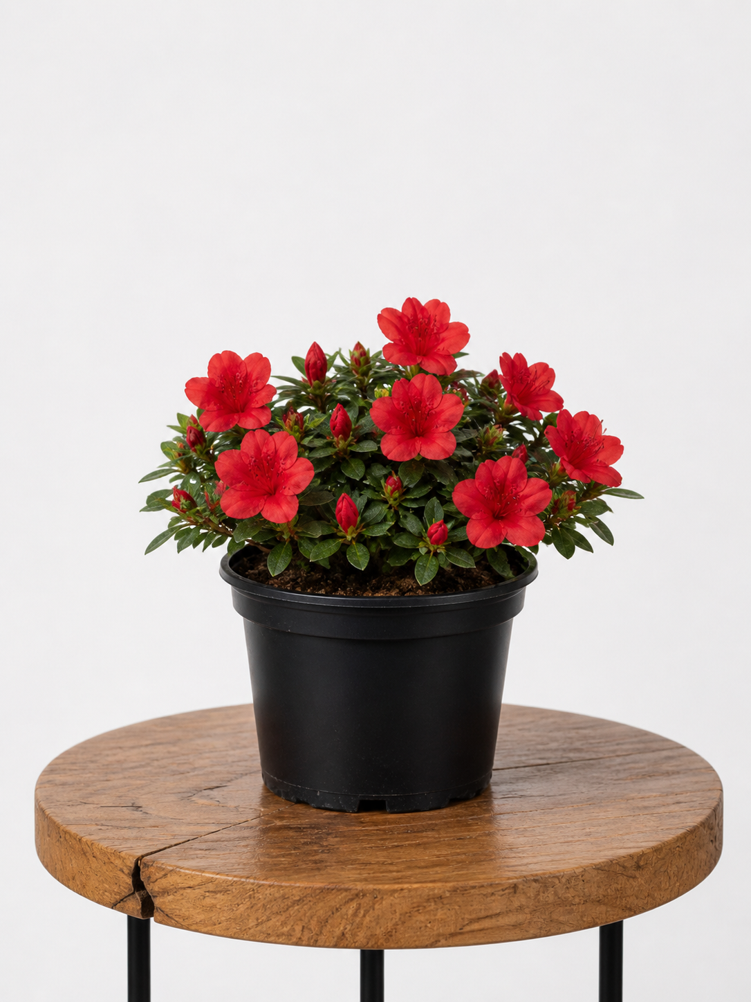 Azalea | Guvies