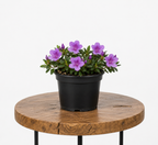 Azalea | Guvies