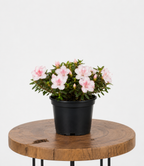 Azalea | Guvies