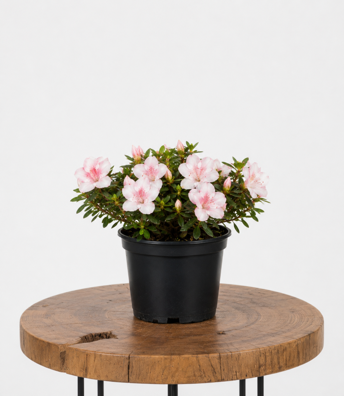 Azalea | Guvies