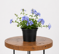 Plumbago | Guvies