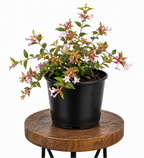 Abelia | Guvies