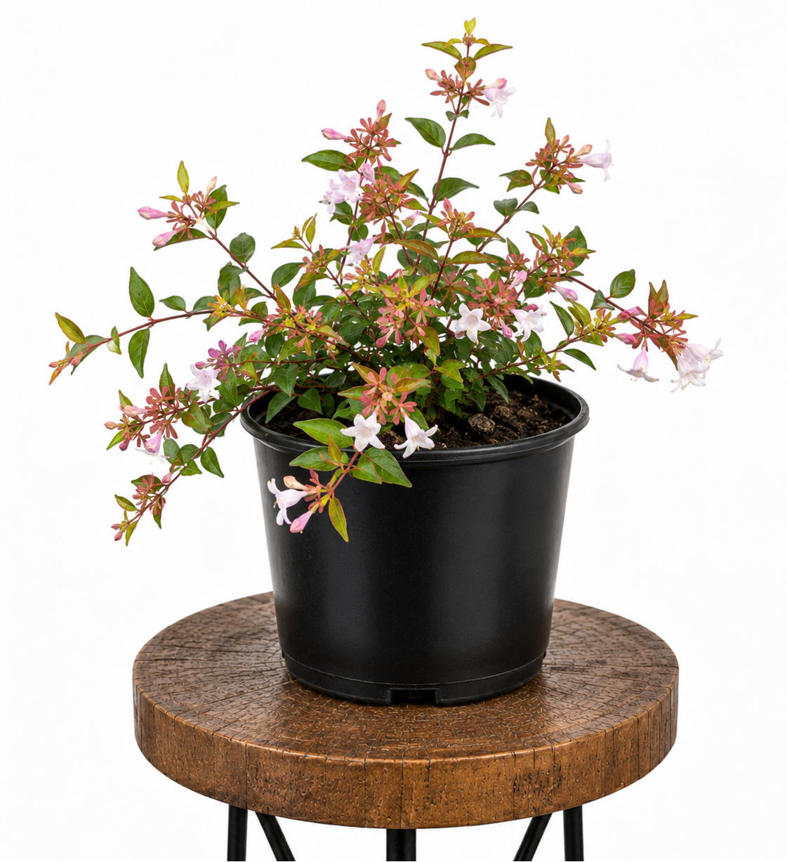 Abelia | Guvies