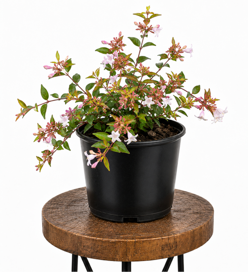 Abelia | Guvies